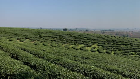 Panoramasicht-Auf-Grünteeplantagen-In-Chiang-Rai