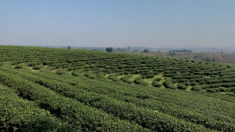 панорама плантаций зеленого чая в чианг рае