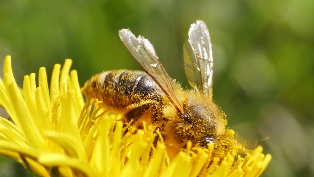 Nahaufnahme einer Biene, die an einem schönen Frühlingstag Pollen auf einer gelben Blume sammelt