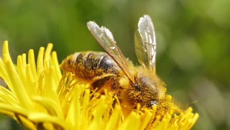 Nahaufnahme-Einer-Süßen-Biene,-Die-An-Einem-Schönen-Frühlingstag-Pollen-Auf-Einer-Gelben-Blume-Sammelt