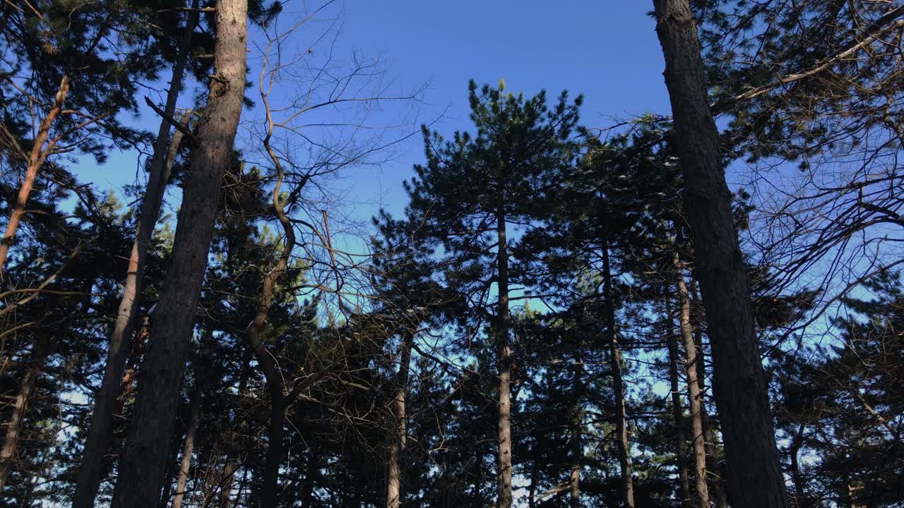 겨울 동안 숲에서 푸른 산 하늘