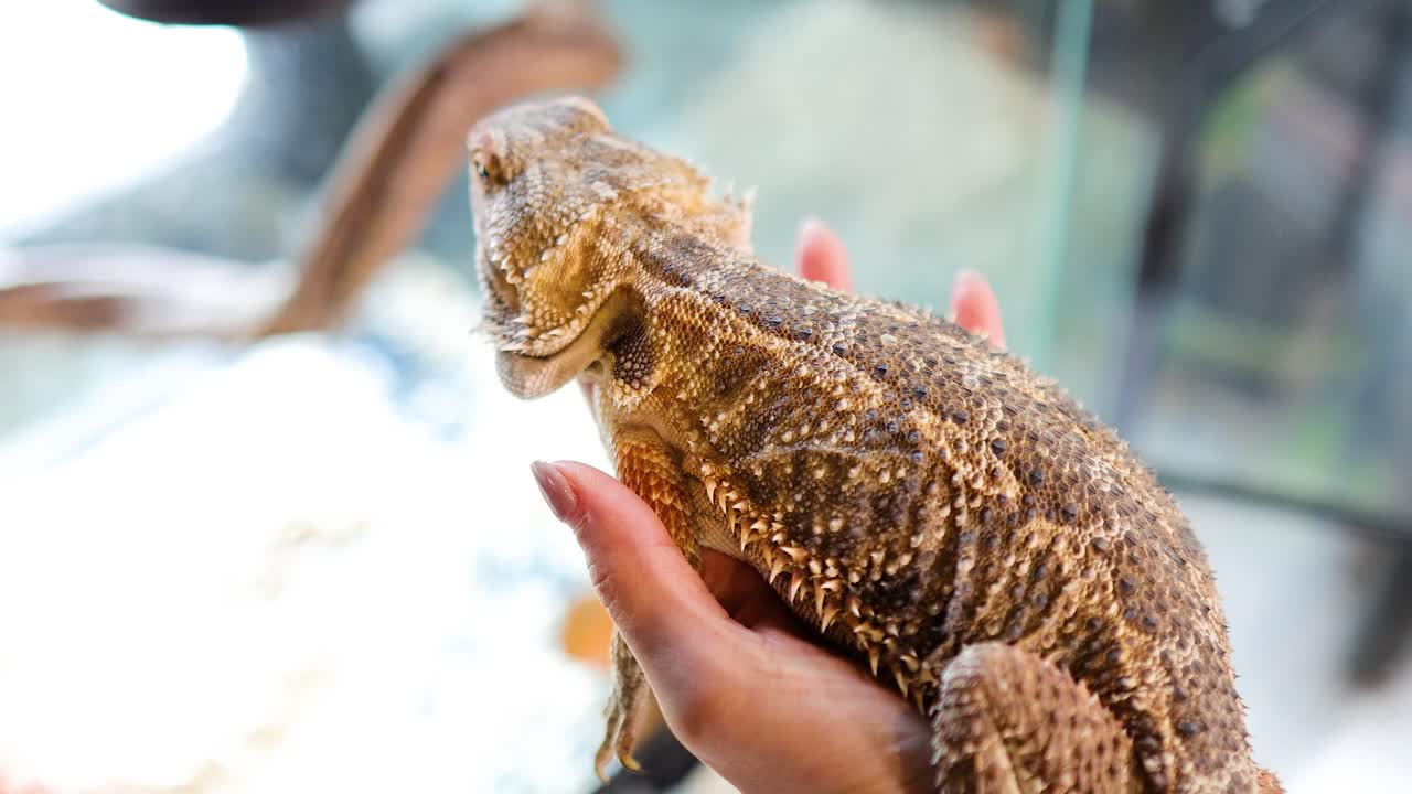 A bearded dragon is gently held and touched in a well-lit indoor environment, showcasing its textured skin and calm demeanor