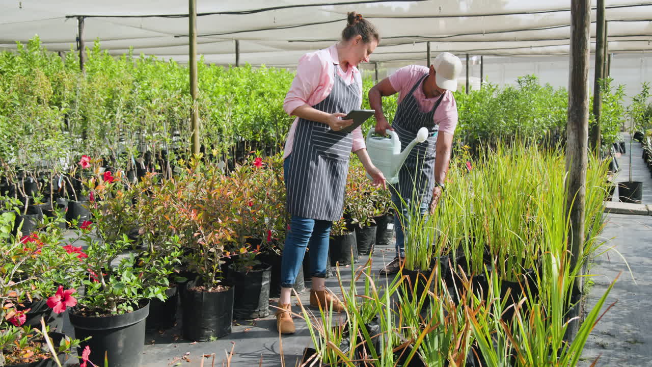 Diverse gardeners in nursery watering plants, using smartphone, tending to greenery, in greenhouse