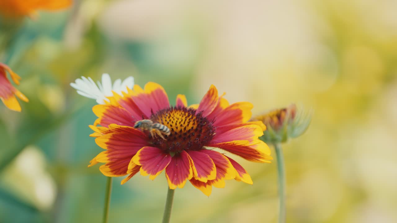 Bumblebee ballet on a cockade flower, a mesmerizing dance of nature's pollination in a vibrant garden