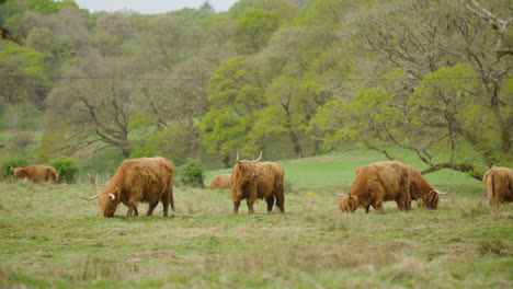 Rebaño-De-Vacas-Tradicionales-De-Las-Tierras-Altas-Escocesas-Pastando-En-Pastizales-Verdes