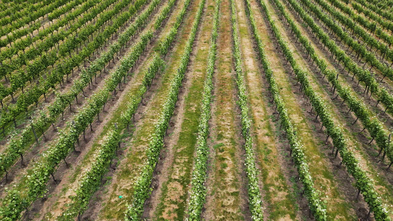 campos de vino en el centro de otago