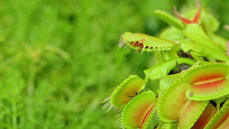 detailed view of a venus flytrap flower and its traps opening up