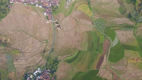 vista aérea de arriba hacia abajo de la plantación de sequía en la estación seca