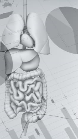 animation of data processing over human organs body model