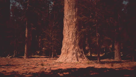 mysterious dark forest with tall redwood trees