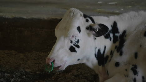 Una-Vaca-Lechera-Adulta-Con-Anillo-En-La-Nariz-Masticando-Heno-En-Un-Establo---Lado-Cerrado