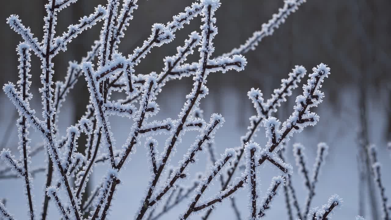 Close-up of frost-covered branches, capturing the intricate details of ice crystals