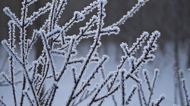 Close-up of frost-covered branches, capturing the intricate details of ice crystals
