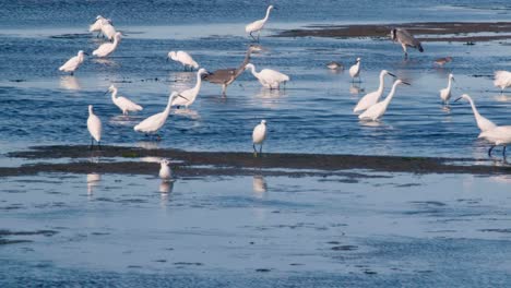 Lileau-Des-Niges,-different-Species-Of-Birds-In-The-Natural-Reserve,-Seagull,-Egret,-Spoonbill-,-Heron,-France