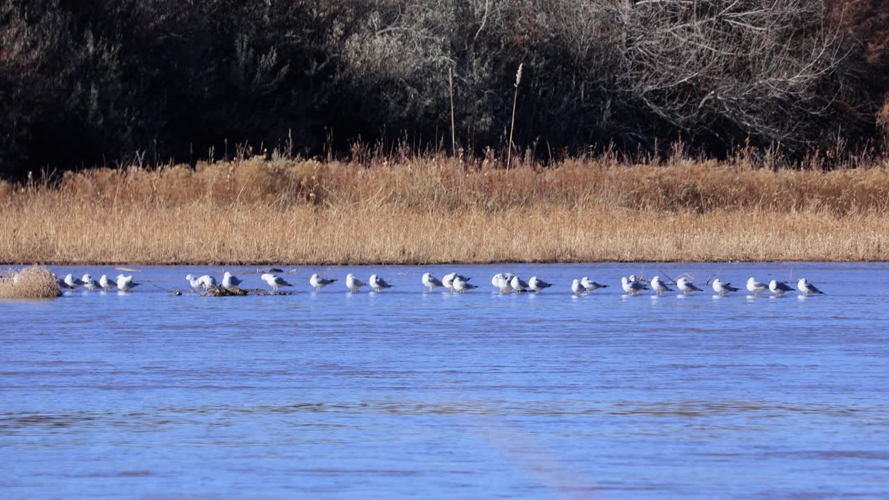 Seagulls in Landlocked State New Mexico River