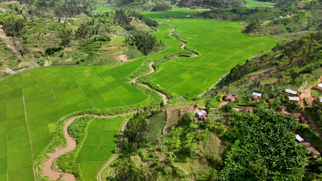 drone moves forward showing a rice patty in the valley of a mountain range in rwanda