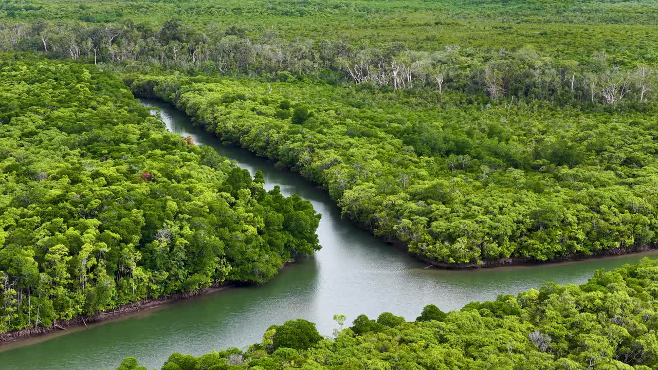 Drone glides above dense, vibrant rainforest canopy and winding river in Port Douglas, Australia. Overcast daylight, smooth aerial movement, wide landscape view