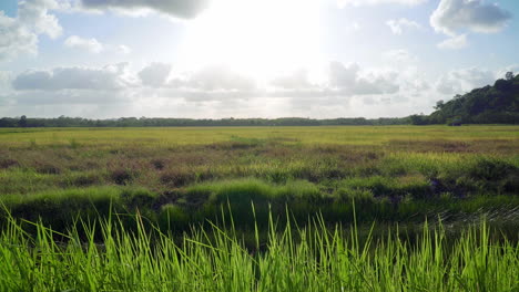 lapso de tiempo de campo de arroz de 4k en la noche
