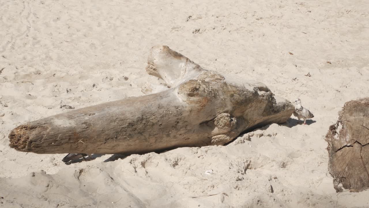 paloma en la playa de arena blanca en vacaciones de verano durante el día