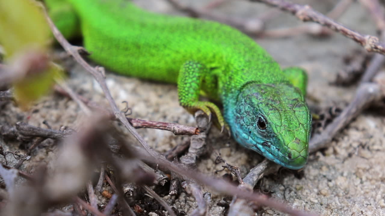 태양 아래 작은 녹색 도마뱀을 닫아라 - 그 옆에 개미