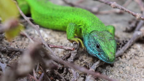 close up of a small green lizard under the sun - ant besides it