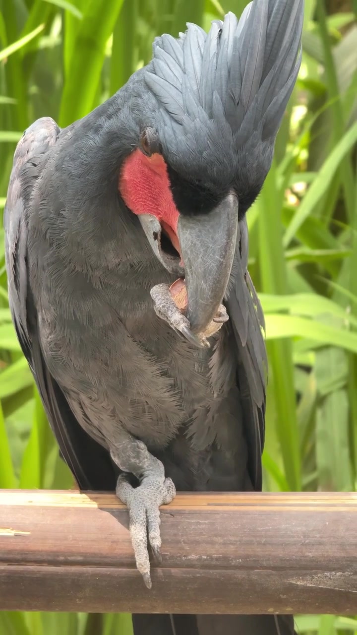 Cacatua delle palme che mangia una noce su un ramo