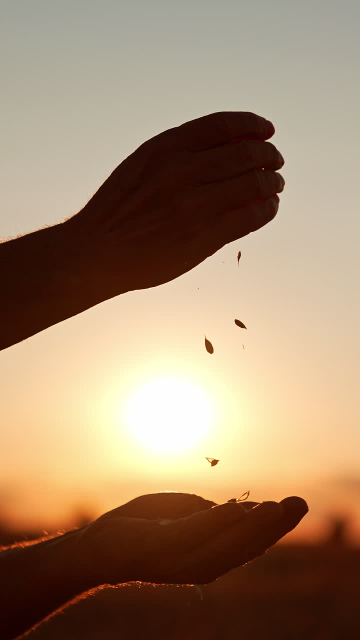 Hands of unrecognized man in a hat pouring grain from one hand to another. Farmer blows at corn to get rid of chaff. Sunset at backdrop. Vertical video