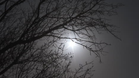 trees and sun through fog
