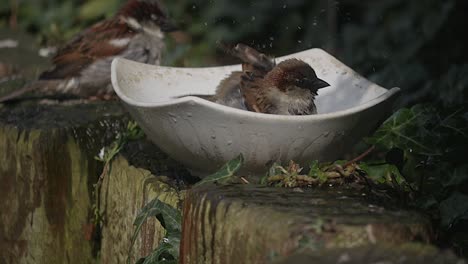 Zeitlupe-Zweier-Kleiner-Gartenvögel,-Die-Um-Eine-Weiße-Keramikschale-Mit-Wasser-Kämpfen