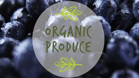 Animation-of-organic-produce-text-over-wet-blueberries