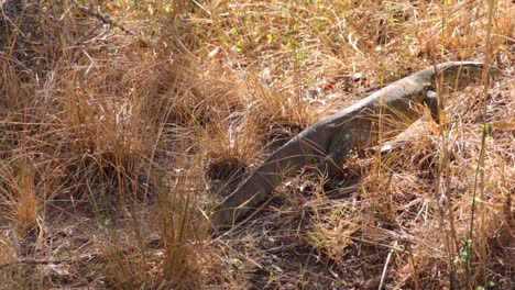 footage of a large water monitor in a natural national park in south africa