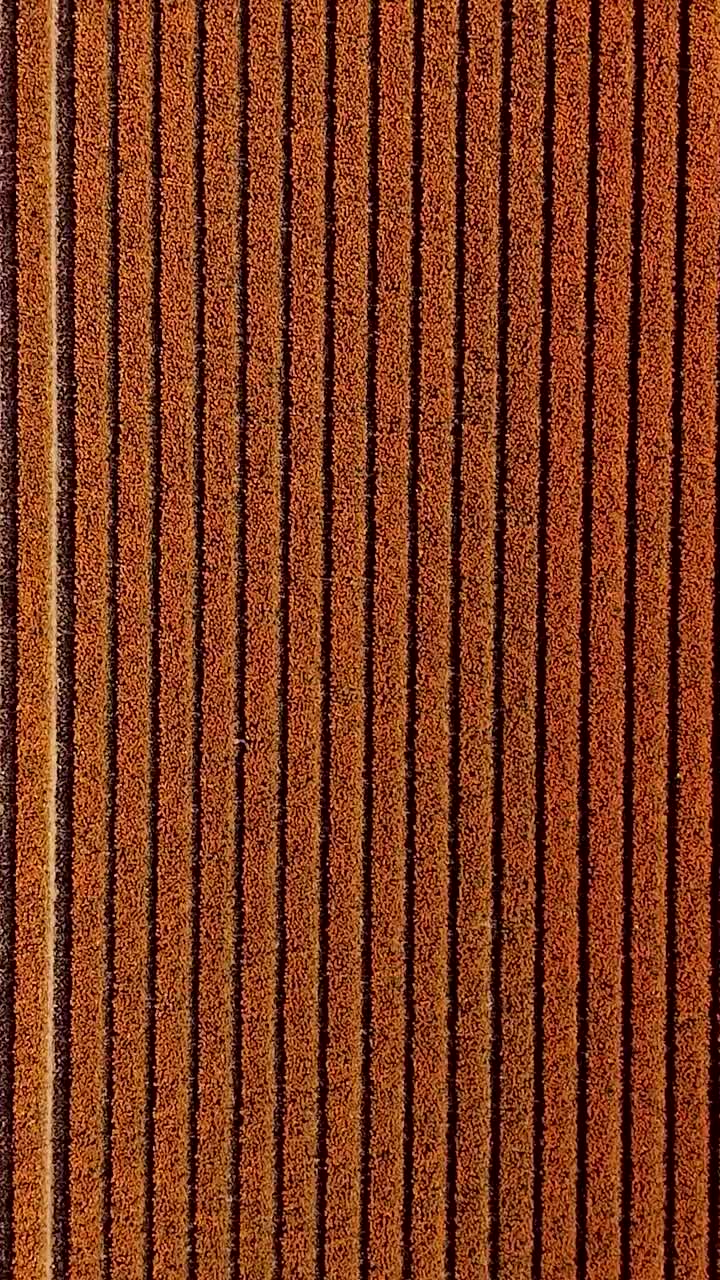 Aerial View of a Field of Crops
