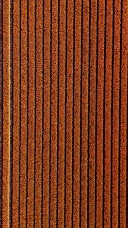 aerial view of a field of crops