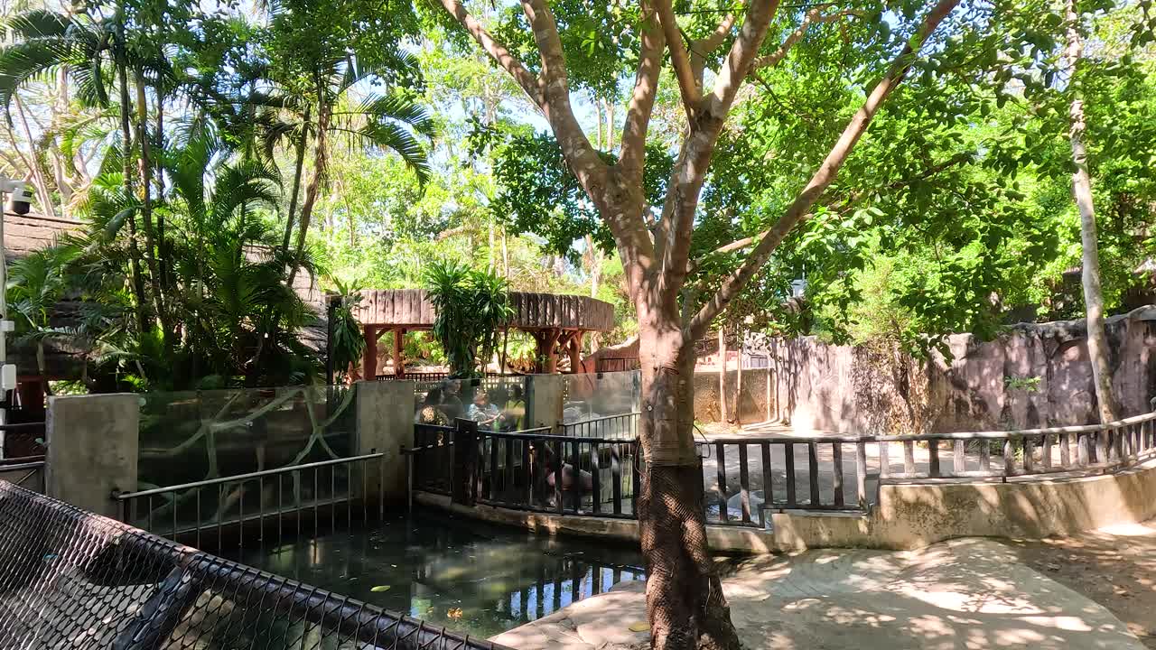 hipopótamo pigmeo explorando su recinto en chonburi