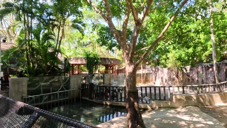 pygmy hippo exploring its enclosure in chonburi