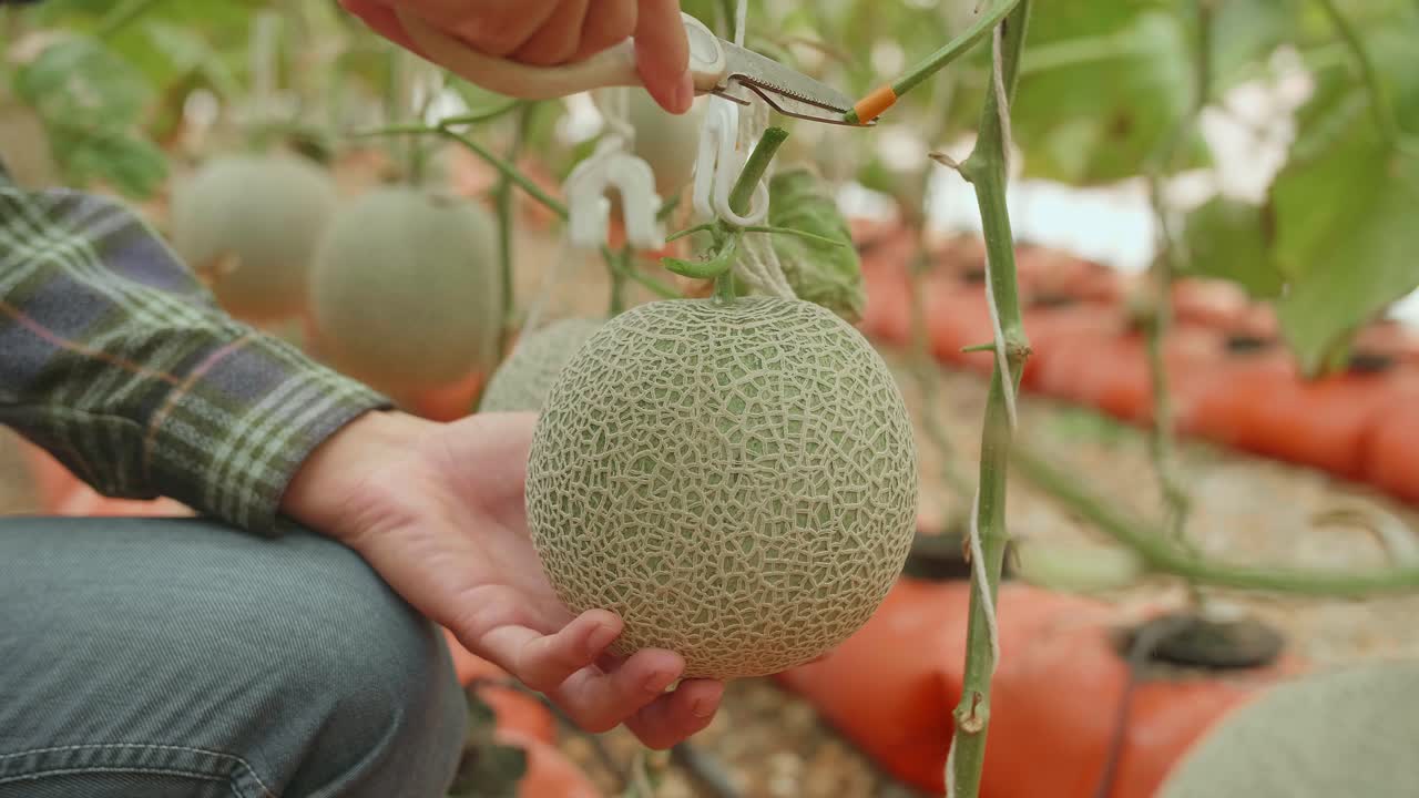 Hands Man Harvesting Melon From Farm