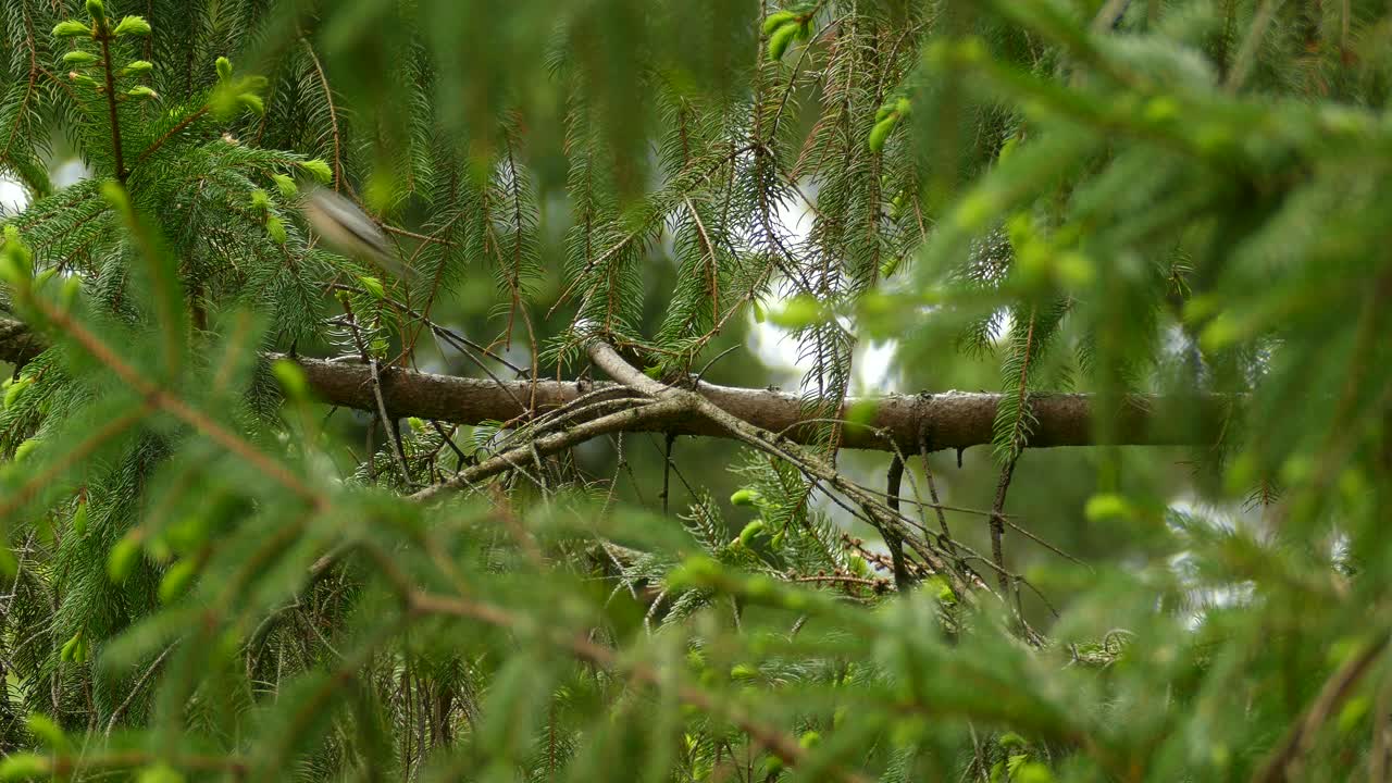 A female Bay-breasted Warbler is hopping on a branch