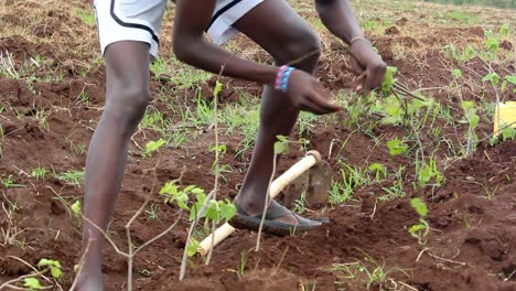 closeup of farmer planting tree in ground