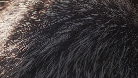 close-up of animal fur