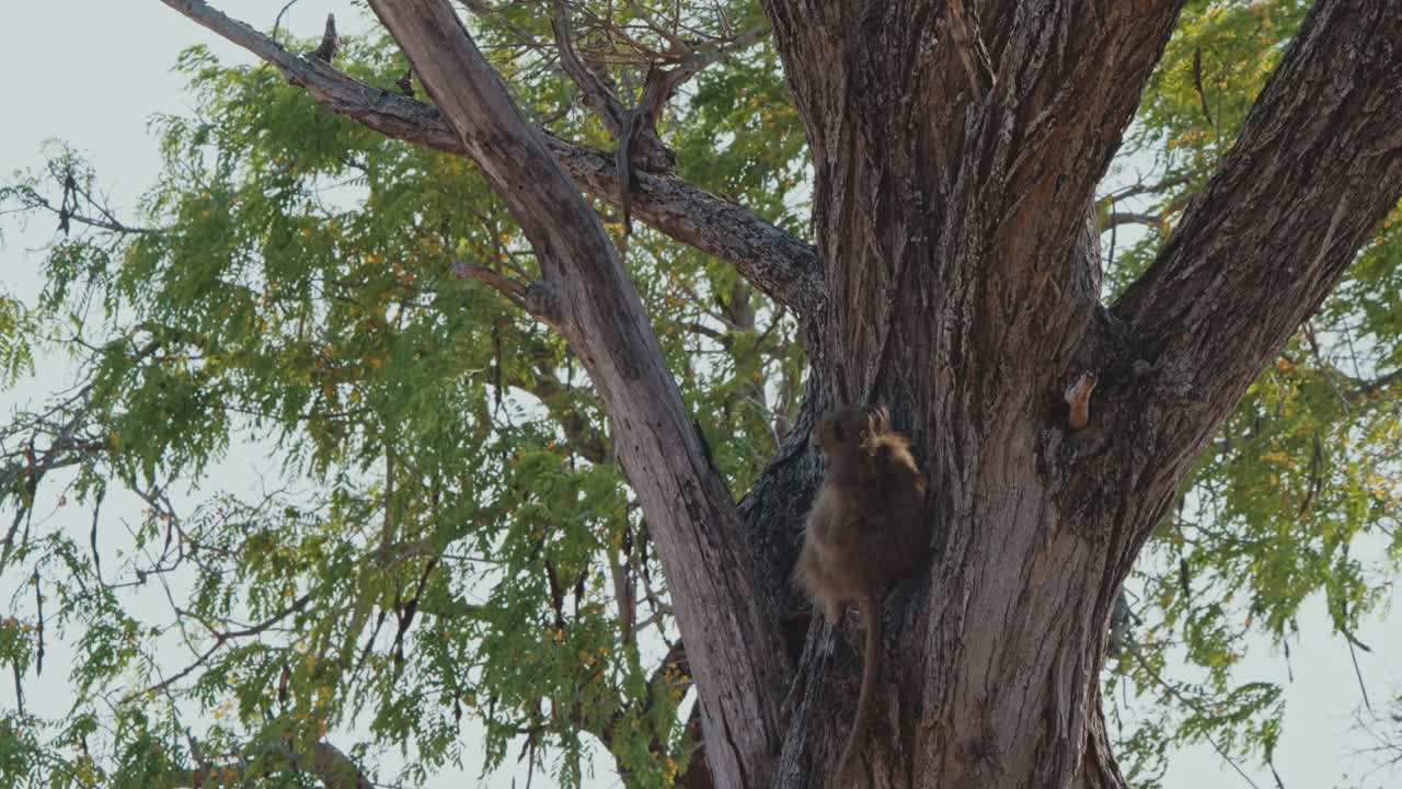 Upward angle of Chacma Baboon sitting off of main trunk of tree in shade