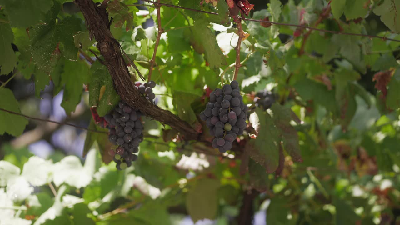 포도에 있는 포도나무에 매달려 있는 포도 어리, 푸른 잎으로 둘러싸여, 활기차고 유익한 성장기를 강조합니다.