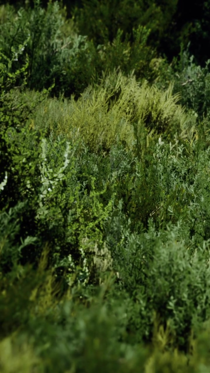 Paesaggio verde lussureggiante pieno di piante vivaci che ondeggiano nella brezza leggera.