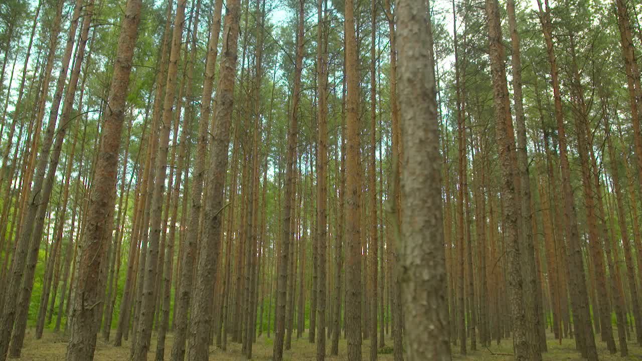 exuberante bosque contra el cielo 1