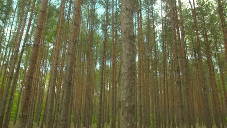 Lush-Forest-Against-Sky-1