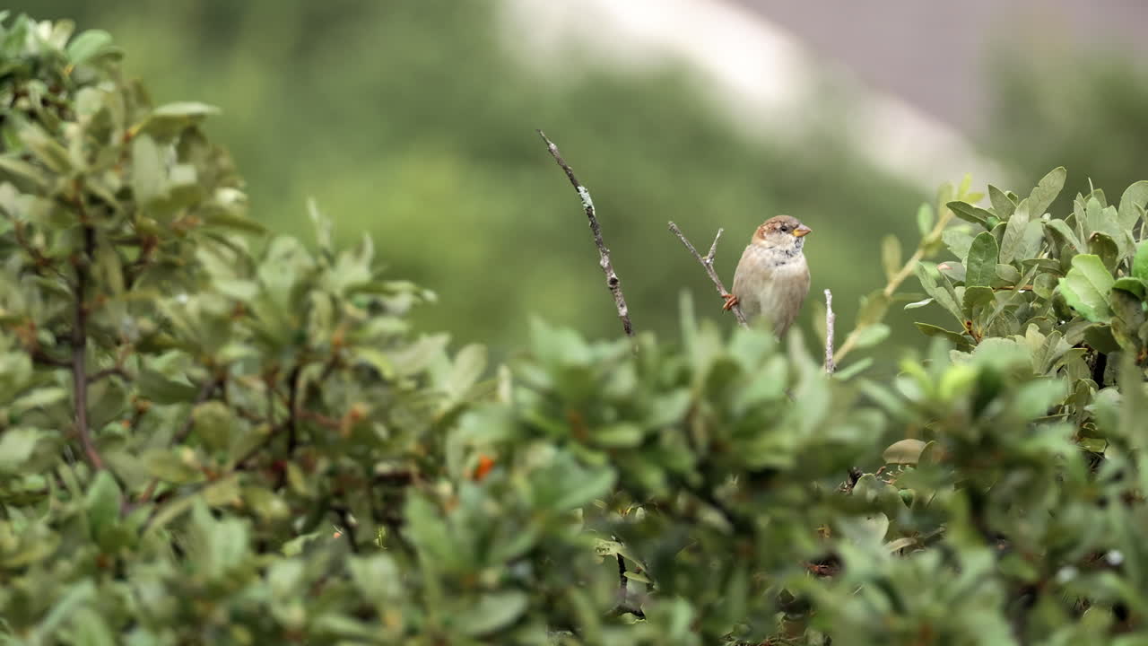 집 무새 는 나가지 에 앉아서 날아갑니다 - passer domesticus