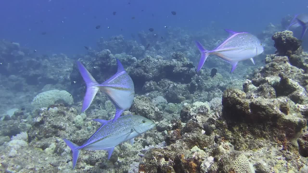 group of bluefin trevally swimming close up over coral reef