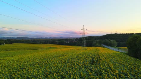 Atemberaubende-4K-Drohnenaufnahmen-Eines-Hochspannungsmastes-Inmitten-Eines-Sonnenblumenfeldes-Bei-Sonnenuntergang