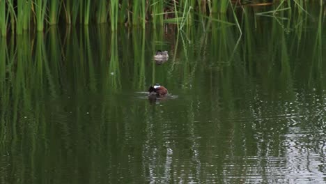two species of ducks resting in a lake in xochimilco, mexico city in the morning