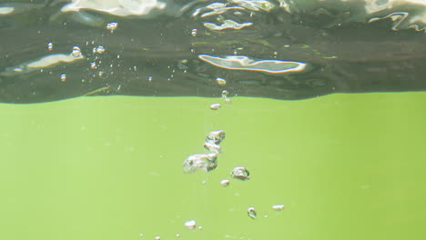 avocado and lime splashing into water
