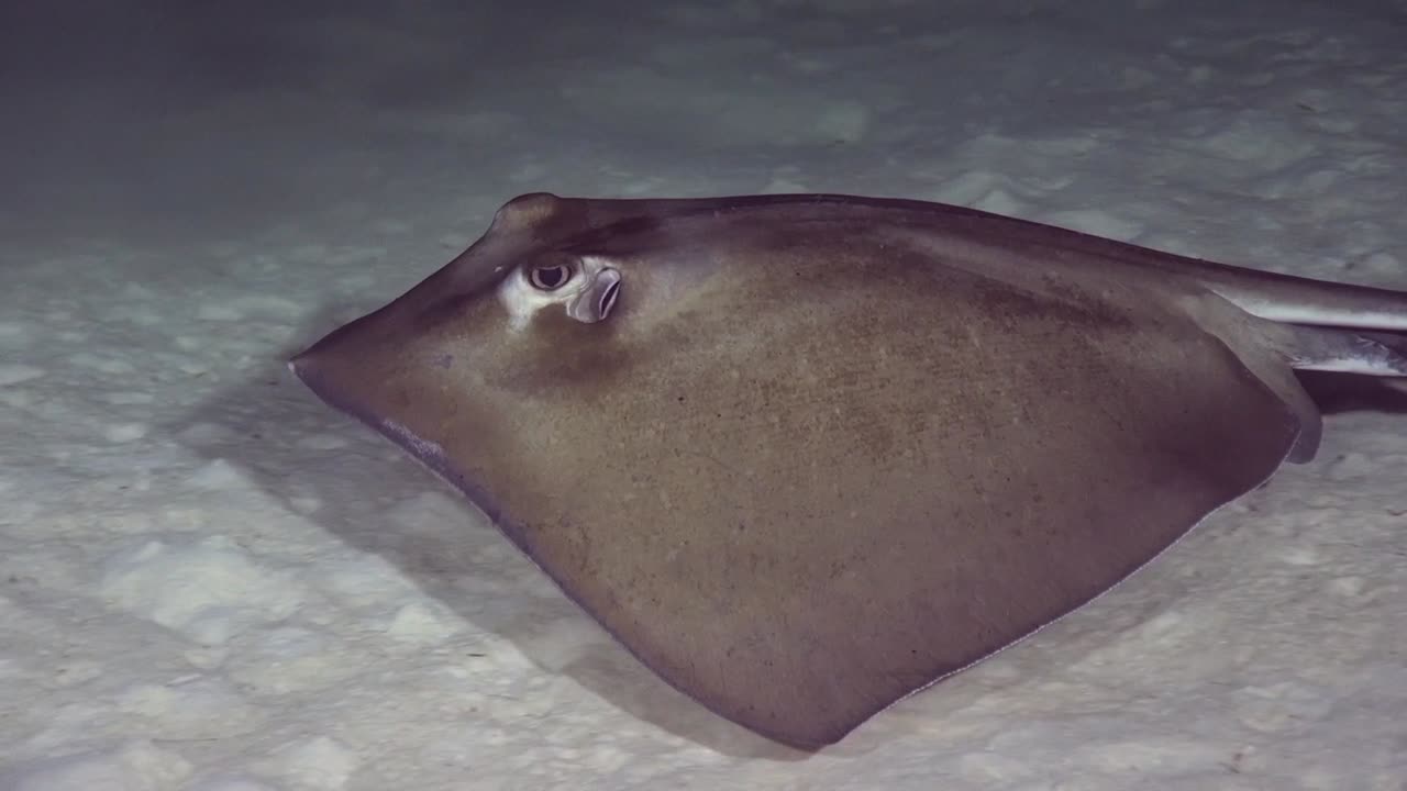 在夜晚的 stngray